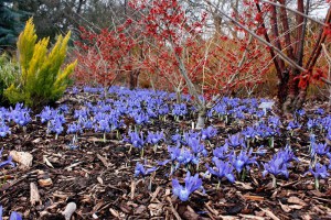 Oczar  złotożółty (Hamamelis) Rubin c4 zdjęcie 1