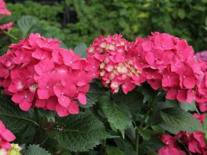 Hortensja ogrodowa (Hydrangea macrophylla) Leuchtfeuer c3 zdjęcie 6