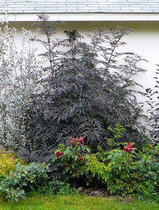 Bez czarny (Sambucus nigra) Black Lace c3 zdjęcie 5