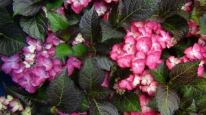 Hortensja ogrodowa (Hydrangea) Dark Angel zdjęcie 6