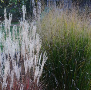Miskant chiński (Miscanthus sinensis) Purpurascens zdjęcie 9