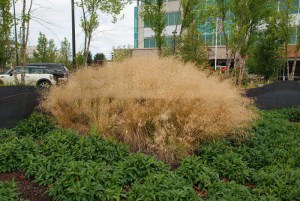 Śmiałek darniowy (Deschampsia cespitosa) Bronzeschleier c1 zdjęcie 6