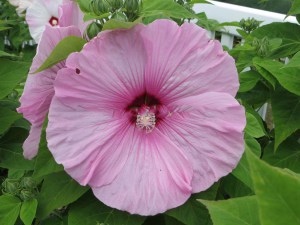 Hibiskus bylinowy (Hibiscus) Southern Belle zdjęcie 5