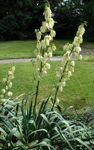 Jukka karolińska (Yucca filamentosa) Bright Edge zdjęcie 1