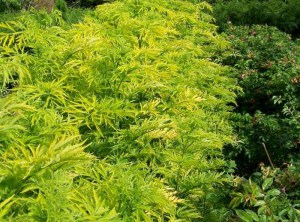 Bez czarny (Sambucus nigra) Golden Tower c3 zdjęcie 7