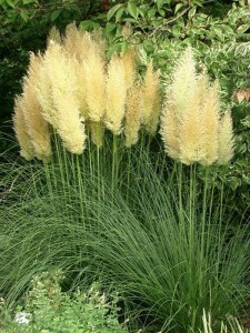 Trawa pampasowa biała (Cortaderia) Pumila zdjęcie 6