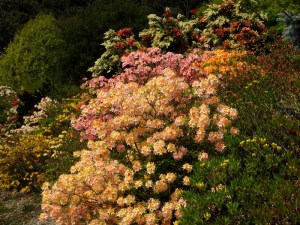 Azalia omszona (Azalea mollis) mix kolorów c1 zdjęcie 7
