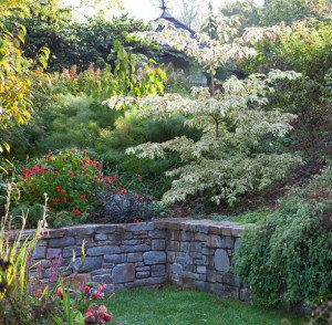 Dereń pagodowy (Cornus controversa) Variegata c4 zdjęcie 6