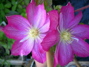 Powojnik (Clematis) Asao c2 zdjęcie 3