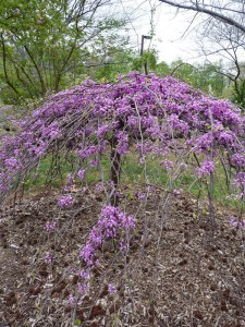 Judaszowiec kanadyjski (Cercis canadensis) Covey c4 zdjęcie 7