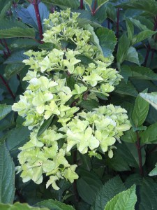 Hortensja bukietowa (Hydrangea) Fraise Melba c4 zdjęcie 7