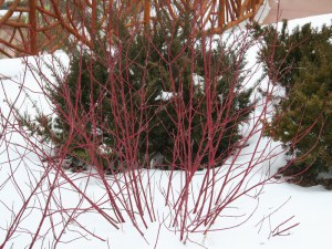 Dereń biały (Cornus alba) Argenteomarginata c2 zdjęcie 7