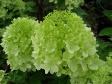Hortensja bukietowa (Hydrangea paniculata) Limelight c2 zdjęcie 7