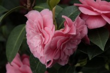 Kamelia japońska (Camellia japonica) Mrs Tingley zdjęcie 6