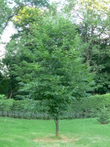 Kasztan jadalny (Castanea sativa) c2 zdjęcie 7