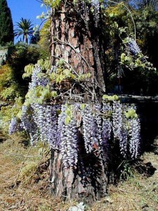 Glicynia chińska (Wisteria chinensis) Prolific zdjęcie 5