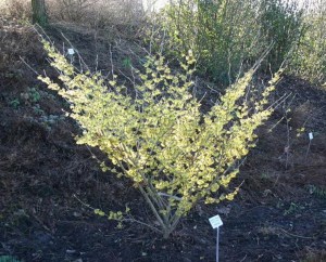 Oczar pośredni (Hamamelis intermedia) Arnold Promise c4 zdjęcie 7