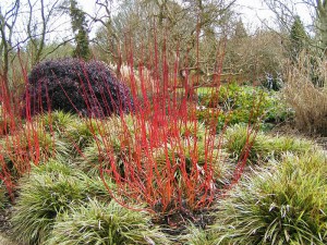 Dereń biały (Cornus alba) Elegantissima c2 zdjęcie 6