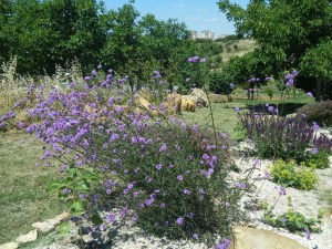 Werbena patagońska (Verbena bonariensis) zdjęcie 6