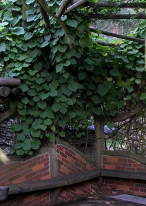 Kokornak wielkolistny (Aristolocha macrophylla) zdjęcie 5