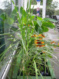 Miskant chiński (Miscanthus sinensis) Zembrinus zdjęcie 6