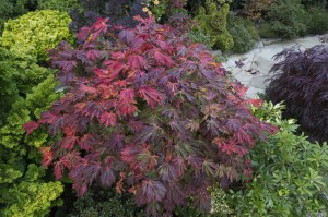 Klon Shirasawy (Acer shirasawum) Autumn Moon c3 zdjęcie 7