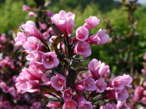 Krzewuszka (Weigela) Nana Purprea sadzonka zdjęcie 8