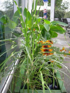 Miskant chiński (Miscanthus sinensis) Giraffe zdjęcie 6