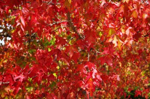 Ambrowiec amerykański (Liquidambar) c3 zdjęcie 5
