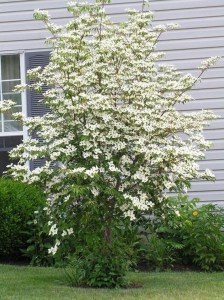 Dereń kousa (Cornus kousa) odmiana chińska c2 zdjęcie 6