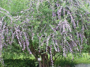 Budleja skrętolistna (Budleja alternifolia) zdjęcie 6
