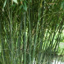 Bambus Bisseta - Fylostachys Bisseta (Phyllostachys bissetii) c2 zdjęcie 6