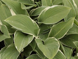 Funkia (Hosta) Tom Schmid sadzonka zdjęcie 6