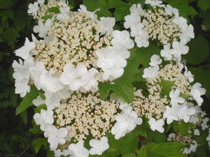Kalina japońska (Viburnum plicatum) Watanabe sadzonka zdjęcie 3