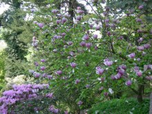Magnolia pośrednia (Magnolia soulangeana) Lennei zdjęcie 7