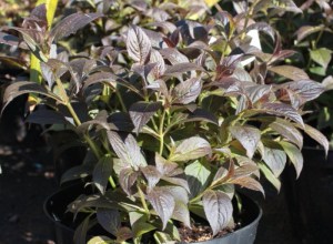 Krzewuszka (Weigela) Minor Black c2 zdjęcie 5