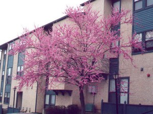 Judaszowiec kanadyjski (Cercis canadensis) c2-c3 zdjęcie 4