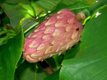 Magnolia parasolowata (Magnolia tripetala) zdjęcie 6