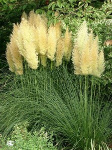 Trawa pampasowa biała (Cortaderia) trawy ozdobne zdjęcie 7