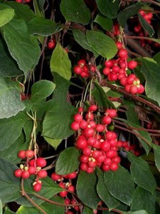 Cytryniec chiński (Schisandra) jadalne owoce c4 zdjęcie 6