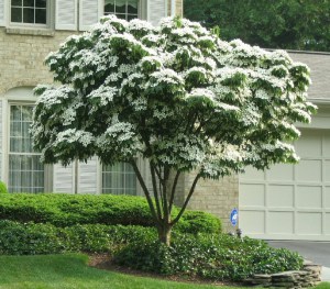 Dereń kousa (Cornus kousa) Milky Way c5 zdjęcie 7