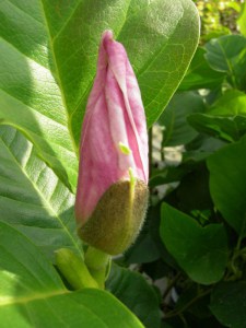 Magnolia (Magnolia soulangeana) Satisfaction c3 zdjęcie 6
