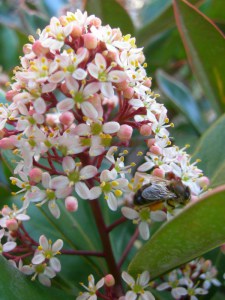 Skimia japońska (Skimmia japonica) Rubella zdjęcie 6