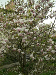 Magnolia pośrednia (Magnolia soulangeana) Alexandrina c12 zdjęcie 6