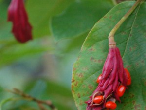 Magnolia Siebolda pachnąca c5 zdjęcie 6