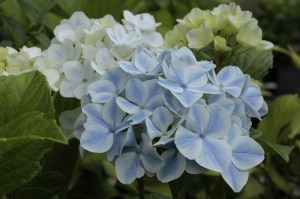 Hortensja ogrodowa (Hydrangea) Peppermint c3 zdjęcie 7