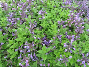 Kocimiętka (Nepeta racemosa) Blue Dragon sadzonka zdjęcie 6