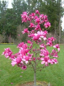 Magnolia Vulcan szczepiona c5 zdjęcie 6
