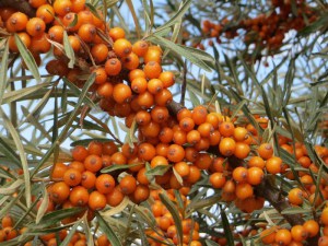 Rokitnik zwyczajny, pospolity (Hippophae rhamnoides) c2 zdjęcie 7