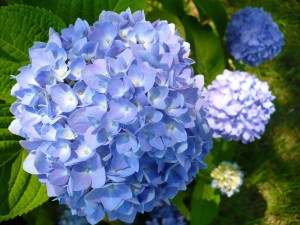 Hortensja ogrodowa (Hydrangea macrophylla) Endless Summer zdjęcie 4